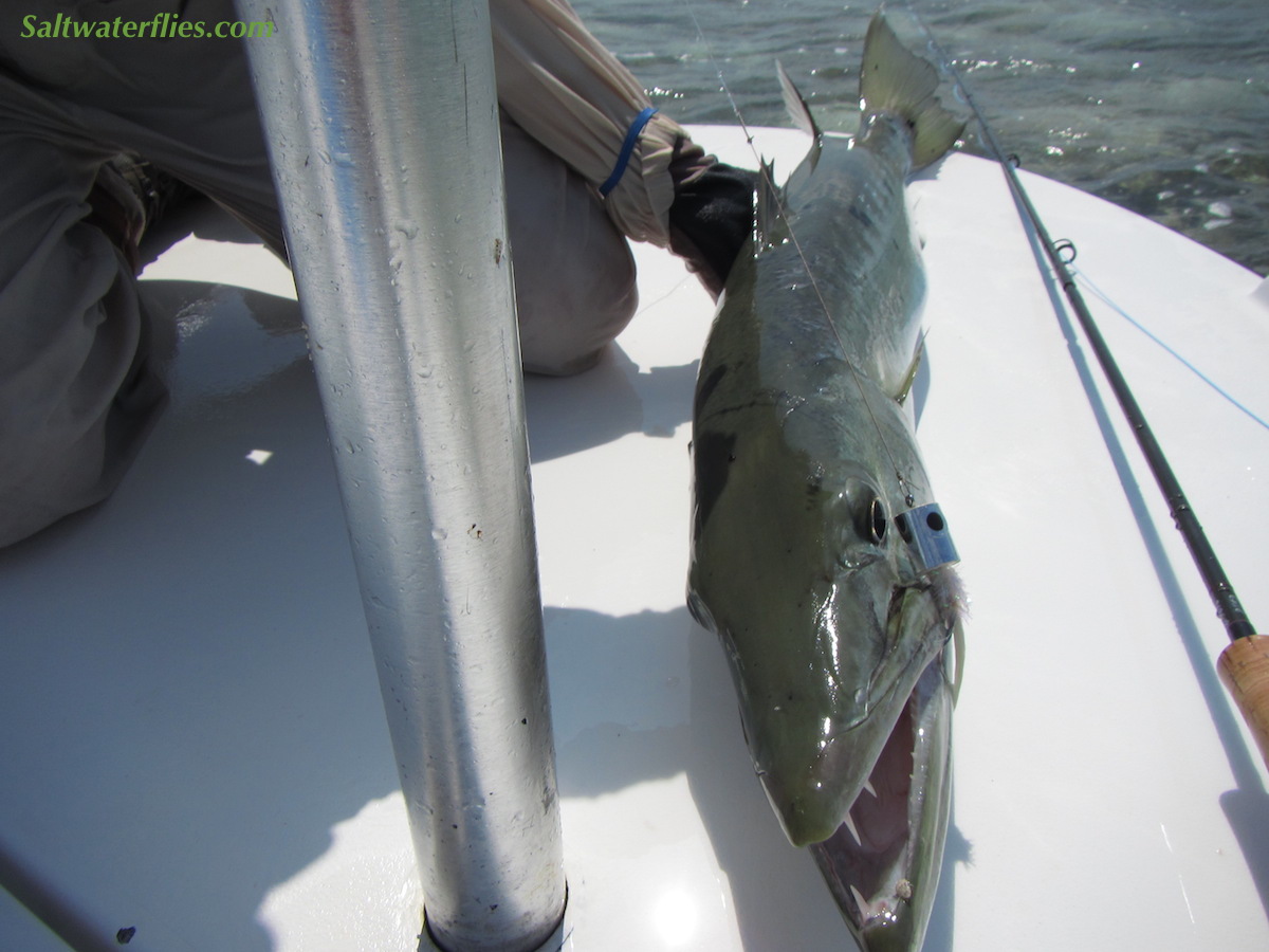 Barracuda on popper fly - Bobs Banger