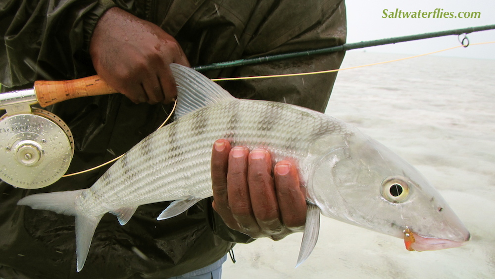 Hott Butt Bonefish!