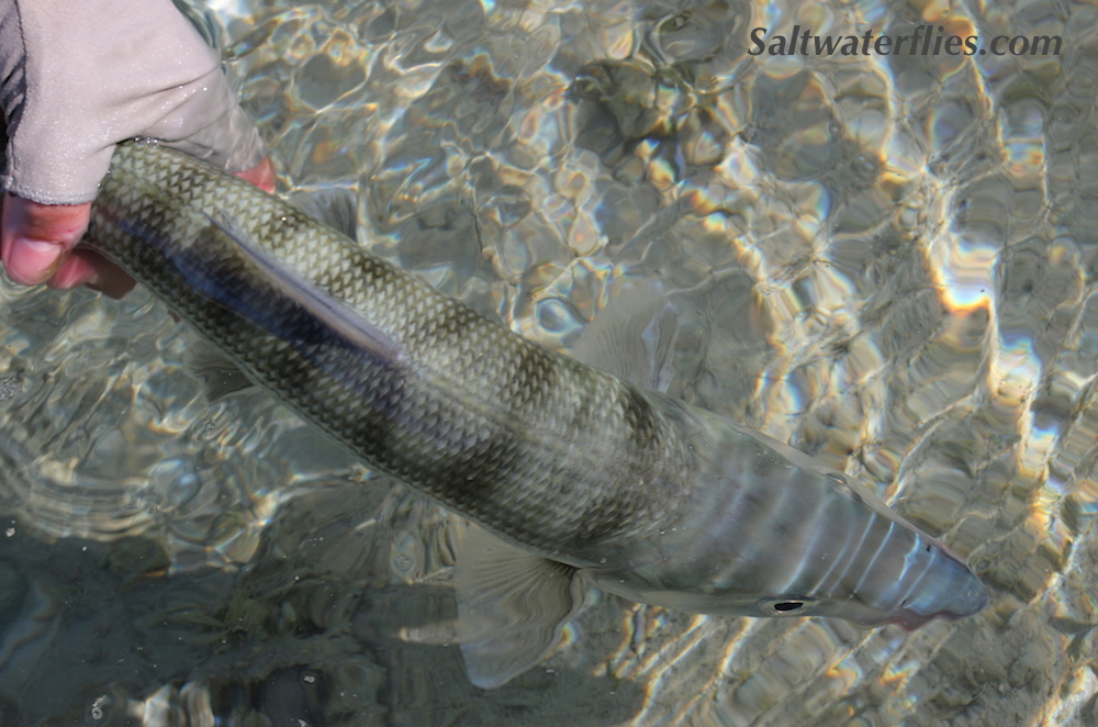 Bonefish