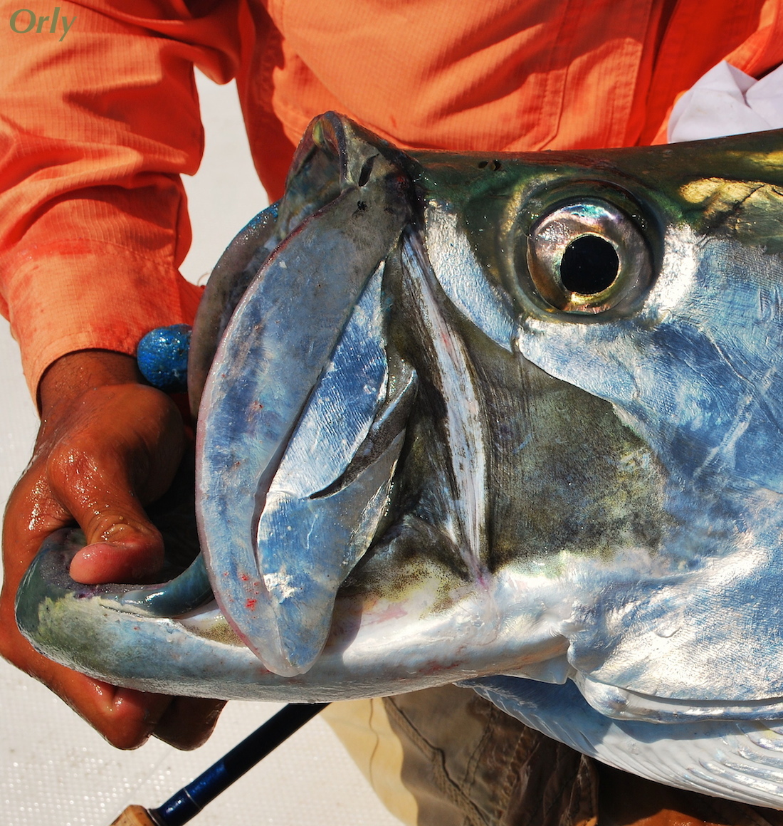 Orlando with giant tarpon