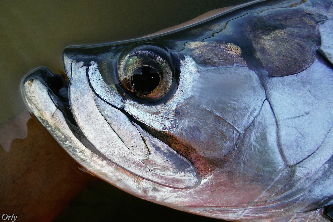 Tarpon by Orlando