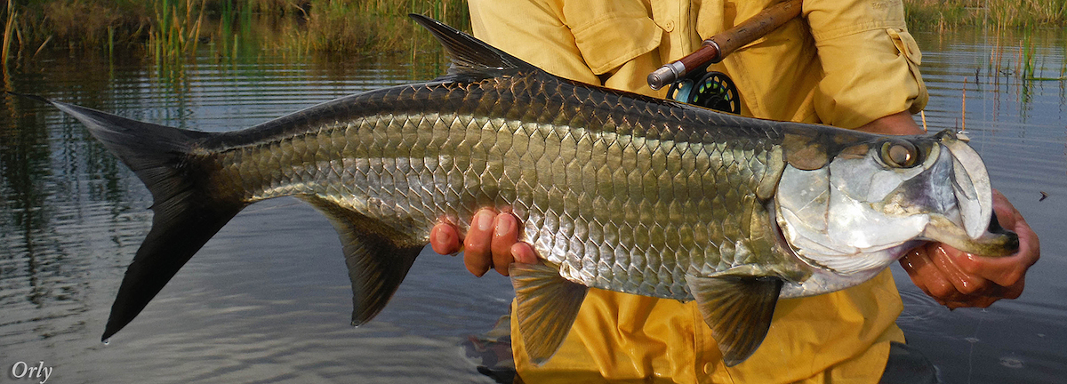 Tarpon on Fly