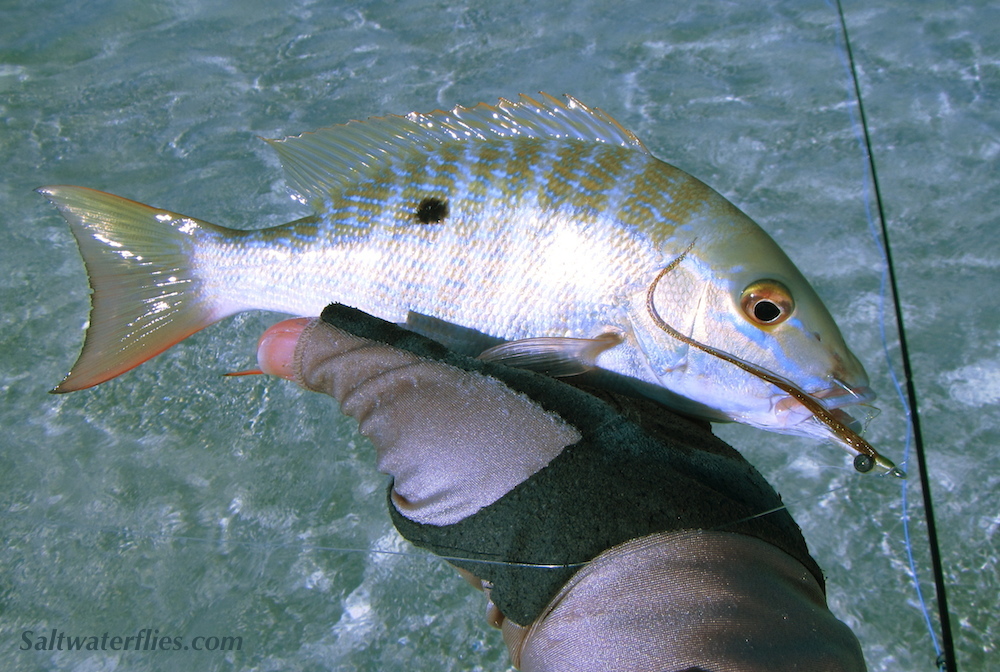 Snapper on Fly