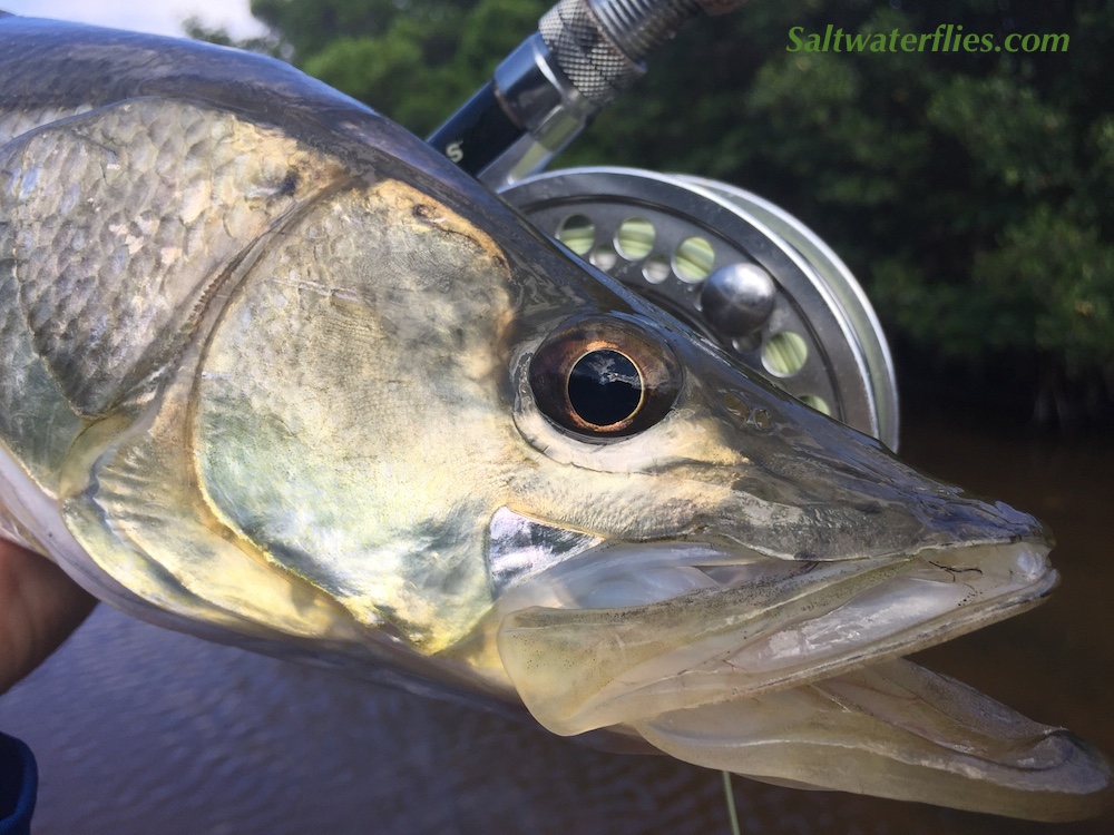 Snook Slam!